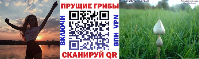 Псилоцибиновые грибы Psilocybine cubensis  KRAKEN как войти  Инсар  магазин продажи  
